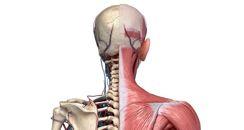 cambios dexenerativos nas vértebras